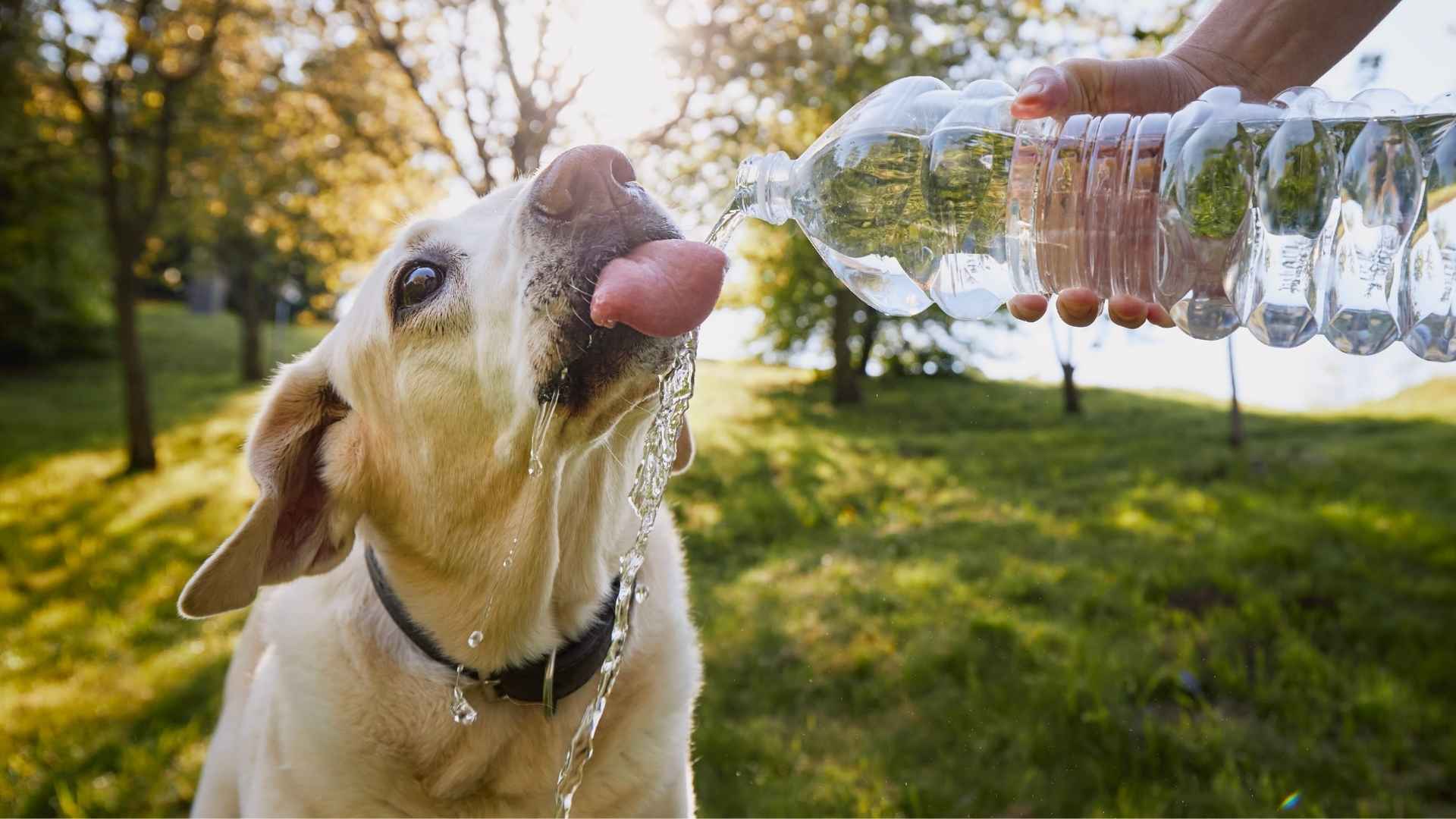 refrescar al perro durante el paseo